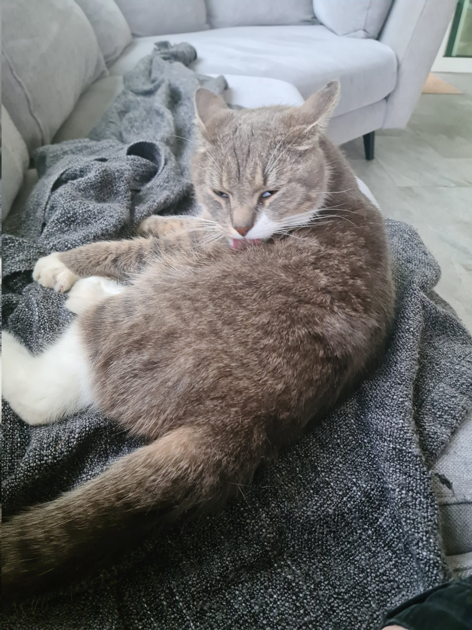 cat